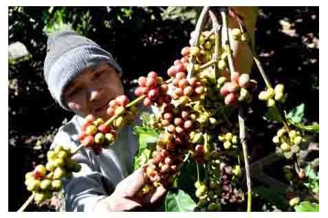  PRODUKSI KOPI VIETNAM Bakal Melonjak Pada 2015 Setelah Dilakukan Replanting